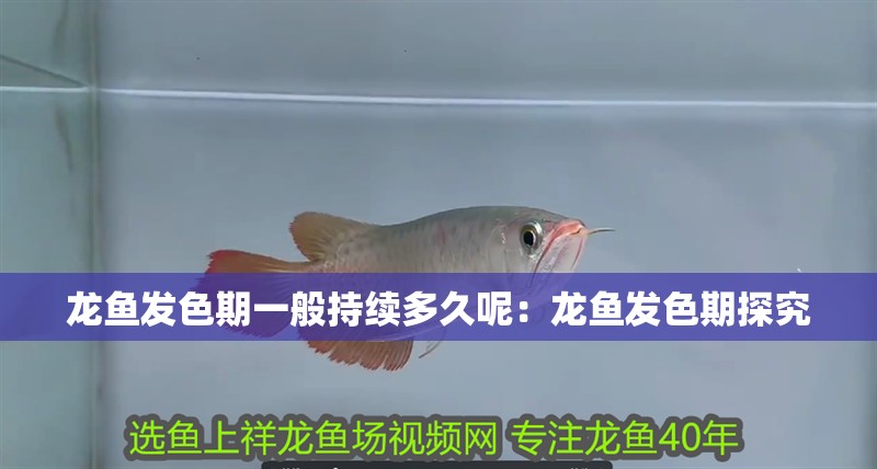 龍魚發(fā)色期一般持續(xù)多久呢：龍魚發(fā)色期探究