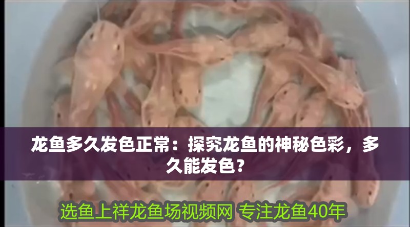 龍魚多久發(fā)色正常：探究龍魚的神秘色彩，多久能發(fā)色？