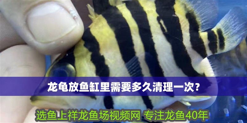 龍龜放魚(yú)缸里需要多久清理一次？