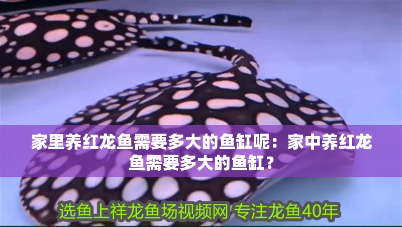 家里養(yǎng)紅龍魚需要多大的魚缸呢：家中養(yǎng)紅龍魚需要多大的魚缸？