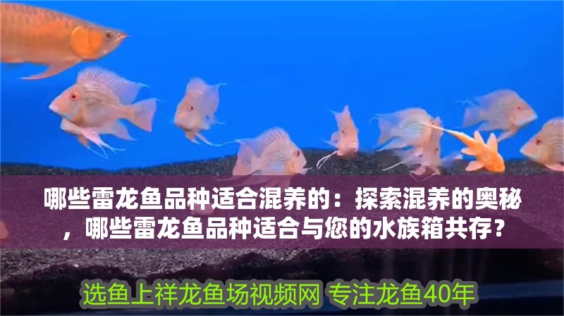 哪些雷龍魚品種適合混養的：探索混養的奧秘，哪些雷龍魚品種適合與您的水族箱共存？