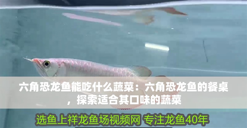 六角恐龍魚能吃什么蔬菜：六角恐龍魚的餐桌，探索適合其口味的蔬菜