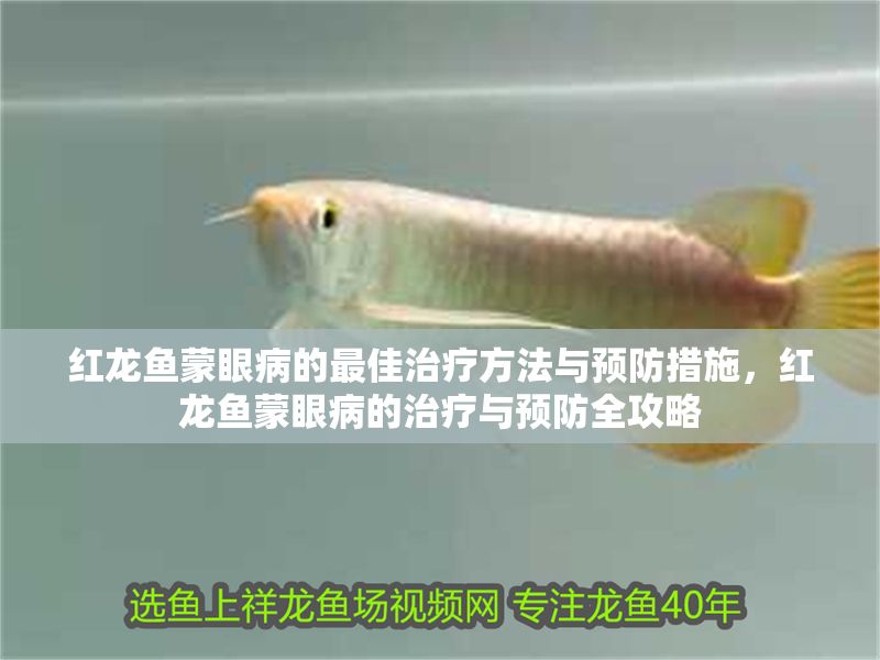 紅龍魚蒙眼病的最佳治療方法與預防措施，紅龍魚蒙眼病的治療與預防全攻略