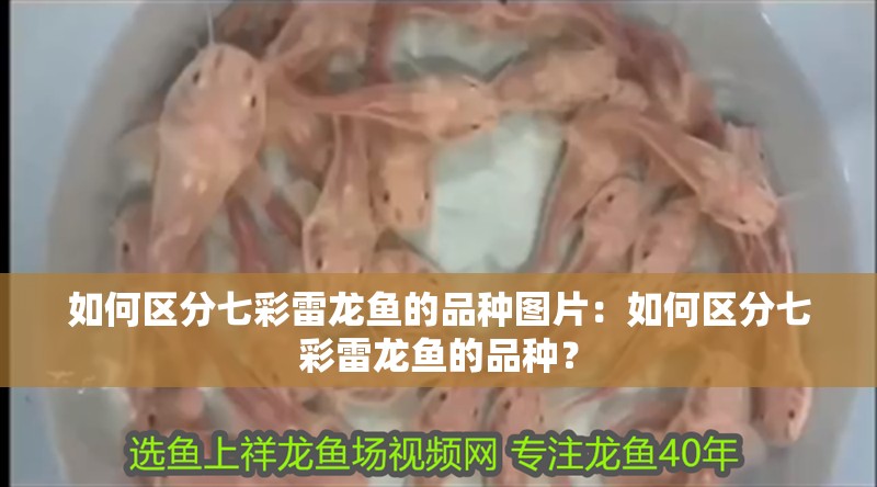 如何區分七彩雷龍魚的品種圖片：如何區分七彩雷龍魚的品種？