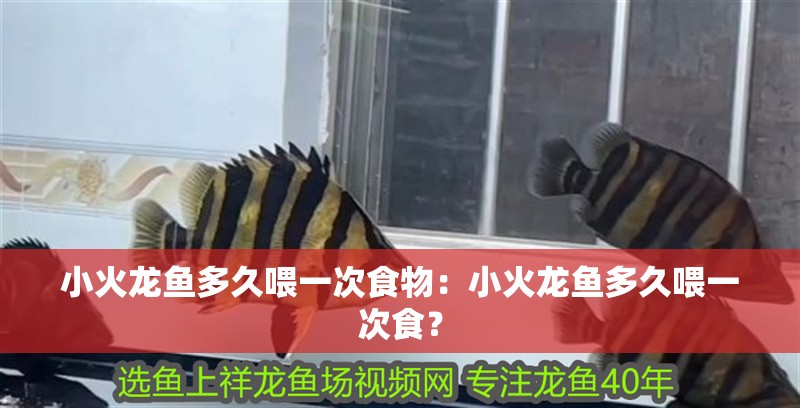 小火龍魚多久喂一次食物：小火龍魚多久喂一次食？