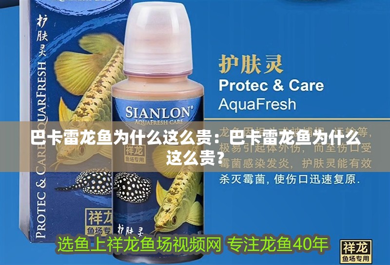 巴卡雷龍魚為什么這么貴：巴卡雷龍魚為什么這么貴？