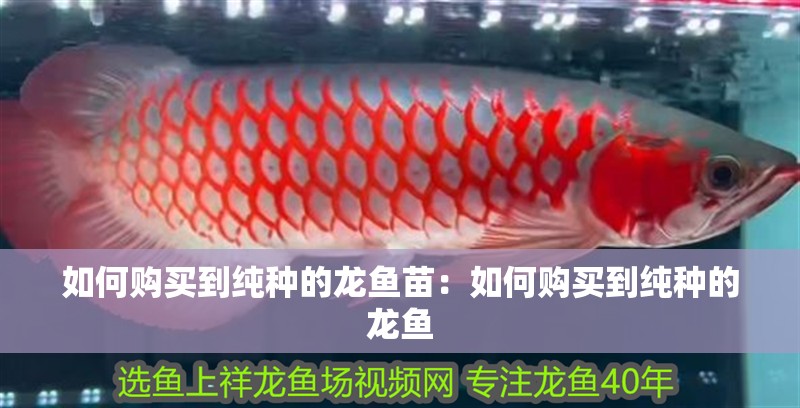 如何購買到純種的龍魚苗：如何購買到純種的龍魚