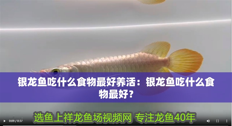 銀龍魚吃什么食物最好養活：銀龍魚吃什么食物最好？
