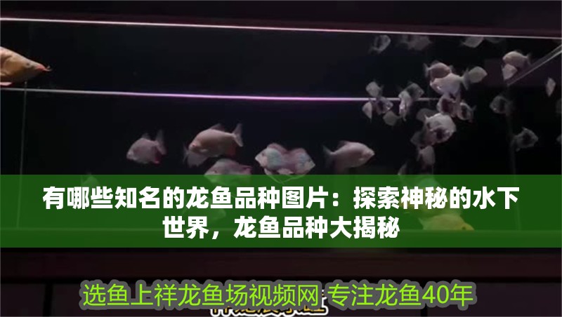 有哪些知名的龍魚品種圖片：探索神秘的水下世界，龍魚品種大揭秘 有哪些知名的龍魚品種圖片：探索神秘的水下世界，龍魚品種大揭秘 水族問答