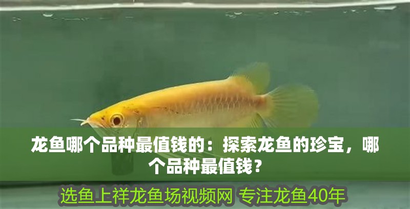 龍魚哪個品種最值錢的：探索龍魚的珍寶，哪個品種最值錢？