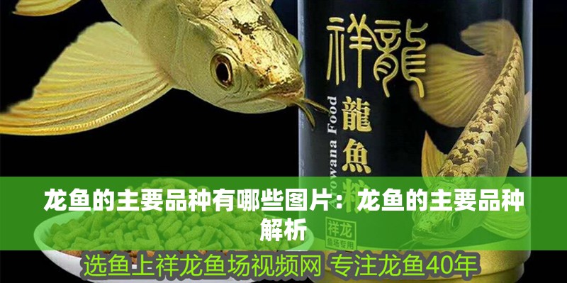 龍魚的主要品種有哪些圖片：龍魚的主要品種解析