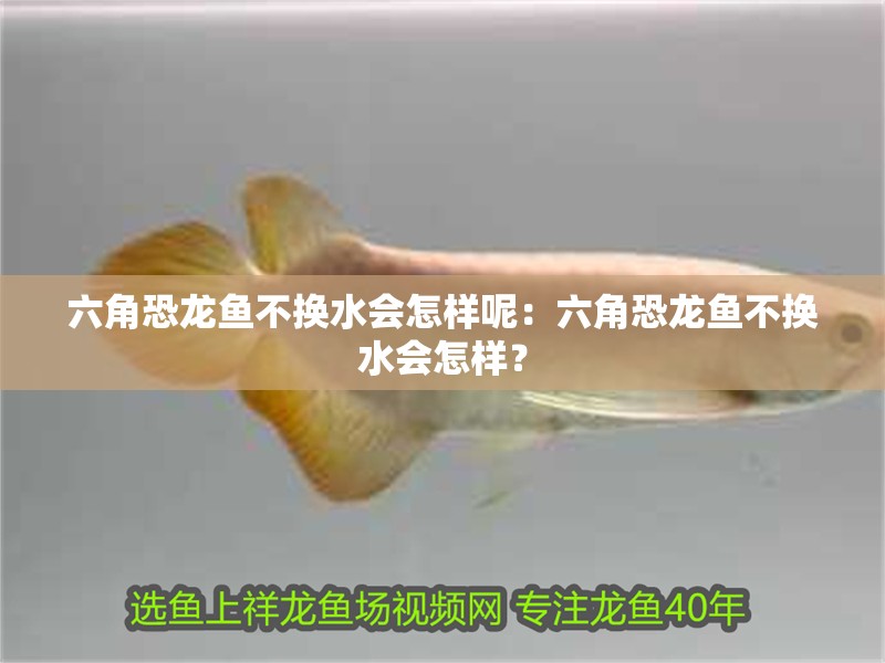 六角恐龍魚不換水會怎樣呢：六角恐龍魚不換水會怎樣？