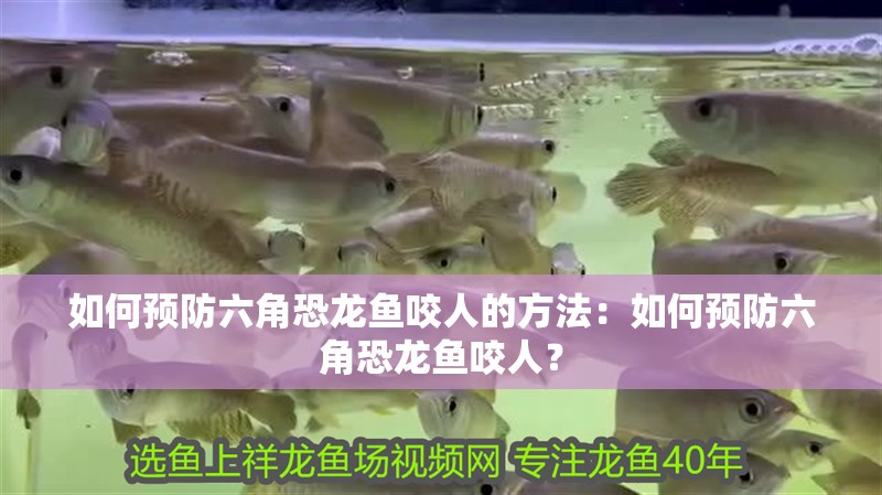 如何預(yù)防六角恐龍魚咬人的方法：如何預(yù)防六角恐龍魚咬人？