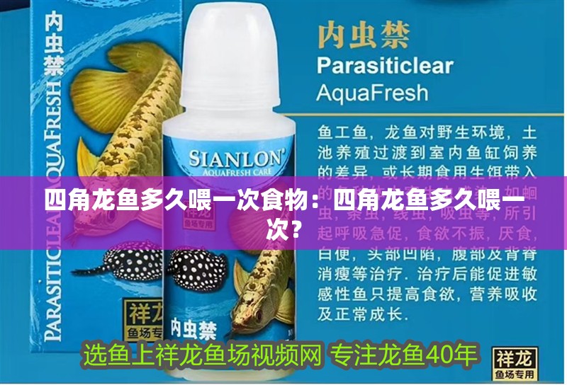 四角龍魚多久喂一次食物：四角龍魚多久喂一次？