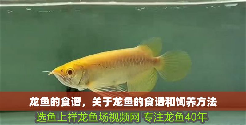 龍魚的食譜，關(guān)于龍魚的食譜和飼養(yǎng)方法