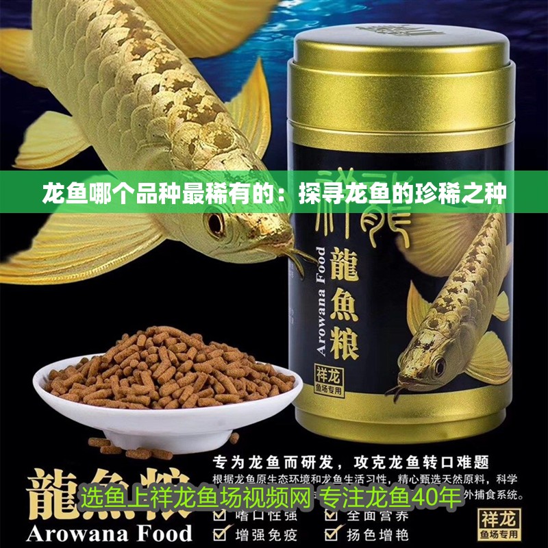 龍魚哪個品種最稀有的：探尋龍魚的珍稀之種