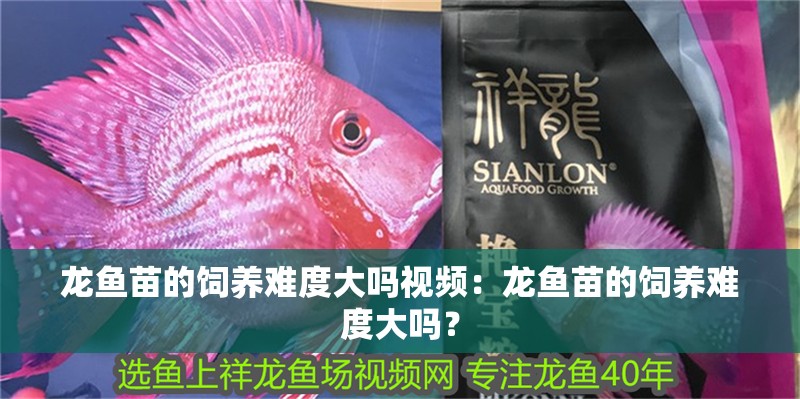龍魚苗的飼養難度大嗎視頻：龍魚苗的飼養難度大嗎？