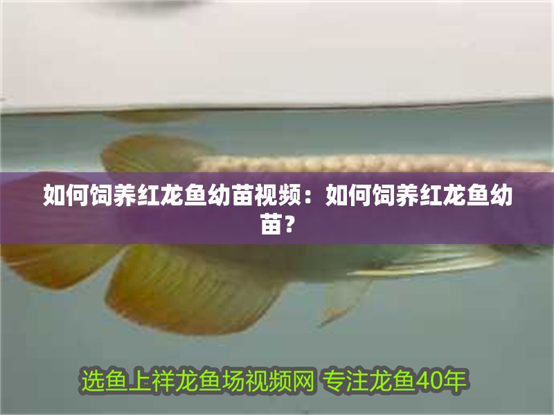 如何飼養(yǎng)紅龍魚幼苗視頻：如何飼養(yǎng)紅龍魚幼苗？