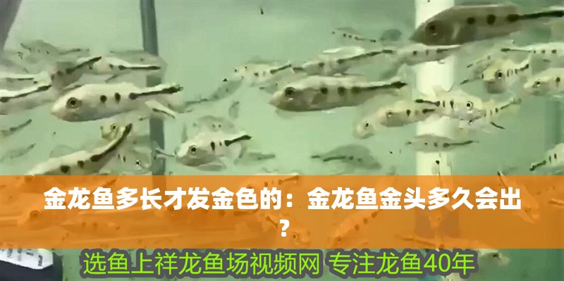 金龍魚多長才發金色的：金龍魚金頭多久會出？