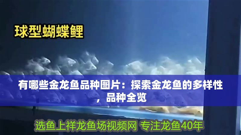 有哪些金龍魚品種圖片：探索金龍魚的多樣性，品種全覽 有哪些金龍魚品種圖片：探索金龍魚的多樣性，品種全覽 水族問答