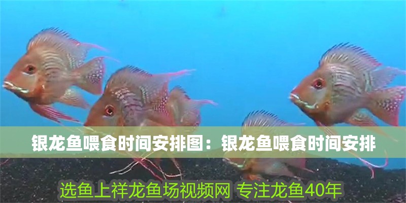銀龍魚喂食時間安排圖：銀龍魚喂食時間安排