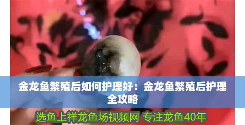 金龍魚繁殖后如何護理好：金龍魚繁殖后護理全攻略