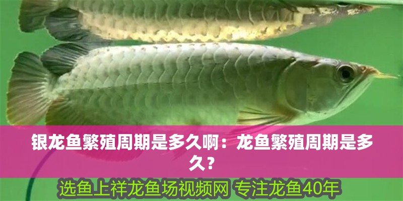 銀龍魚繁殖周期是多久啊：龍魚繁殖周期是多久？