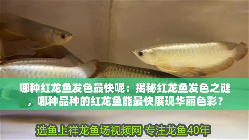 哪種紅龍魚發色最快呢：揭秘紅龍魚發色之謎，哪種品種的紅龍魚能最快展現華麗色彩？