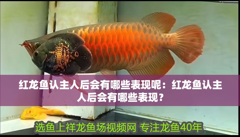 紅龍魚認主人后會有哪些表現呢：紅龍魚認主人后會有哪些表現？