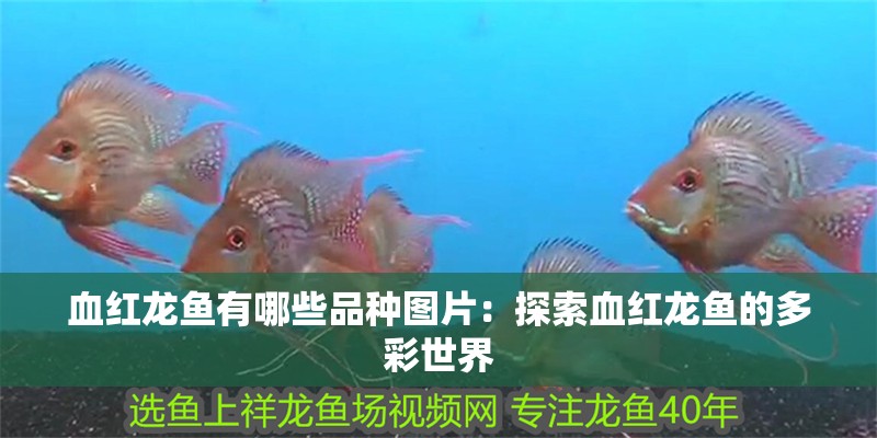 血紅龍魚有哪些品種圖片：探索血紅龍魚的多彩世界