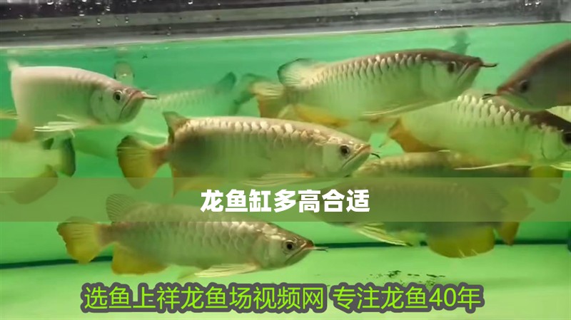 龍魚缸多高合適