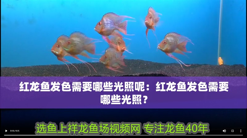 紅龍魚發色需要哪些光照呢：紅龍魚發色需要哪些光照？