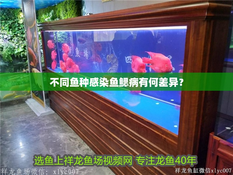 不同魚種感染魚鰓病有何差異？