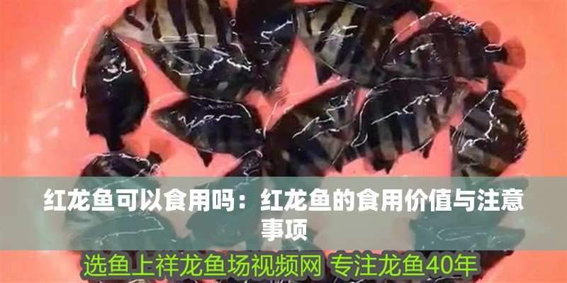 紅龍魚可以食用嗎：紅龍魚的食用價值與注意事項