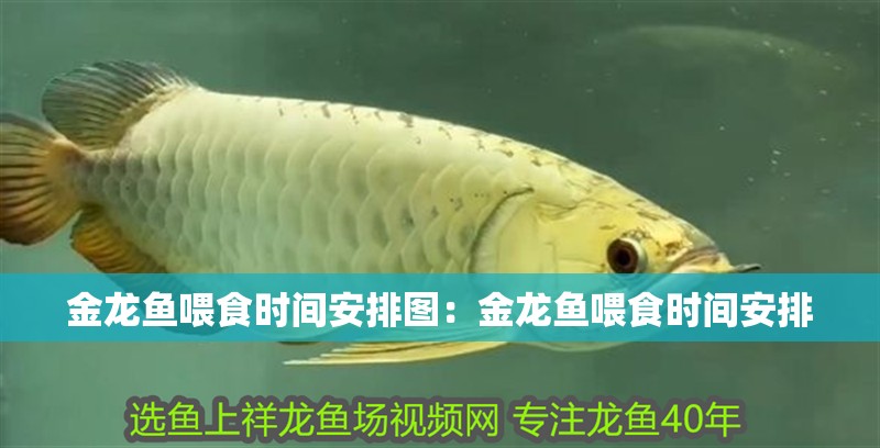 金龍魚喂食時間安排圖：金龍魚喂食時間安排