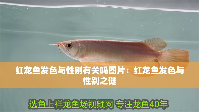 紅龍魚發(fā)色與性別有關嗎圖片：紅龍魚發(fā)色與性別之謎