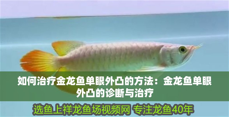 如何治療金龍魚單眼外凸的方法：金龍魚單眼外凸的診斷與治療