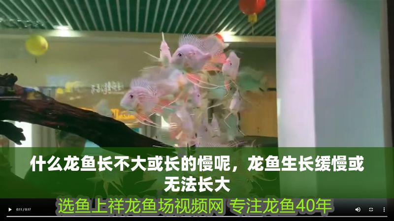 什么龍魚長不大或長的慢呢，龍魚生長緩慢或無法長大