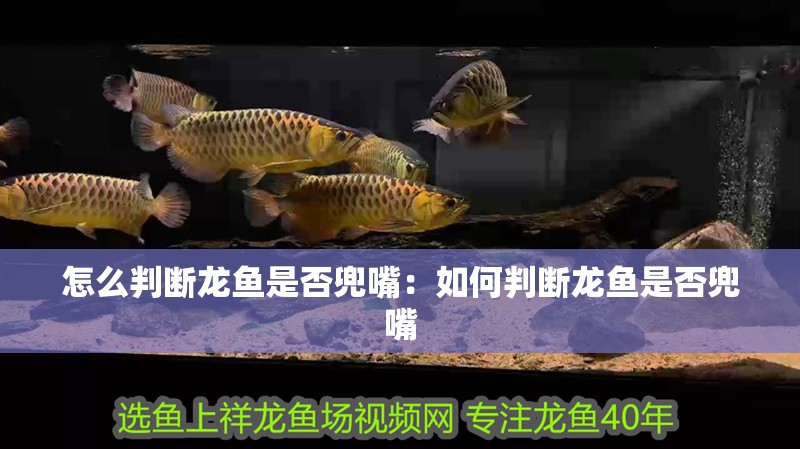 怎么判斷龍魚是否兜嘴：如何判斷龍魚是否兜嘴