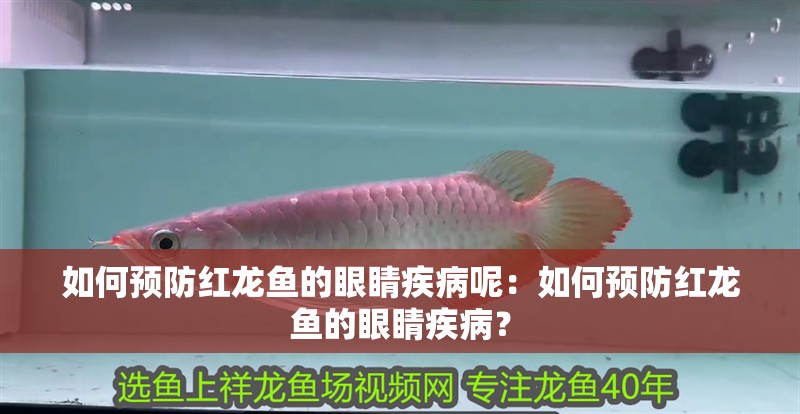 如何預防紅龍魚的眼睛疾病呢：如何預防紅龍魚的眼睛疾病？