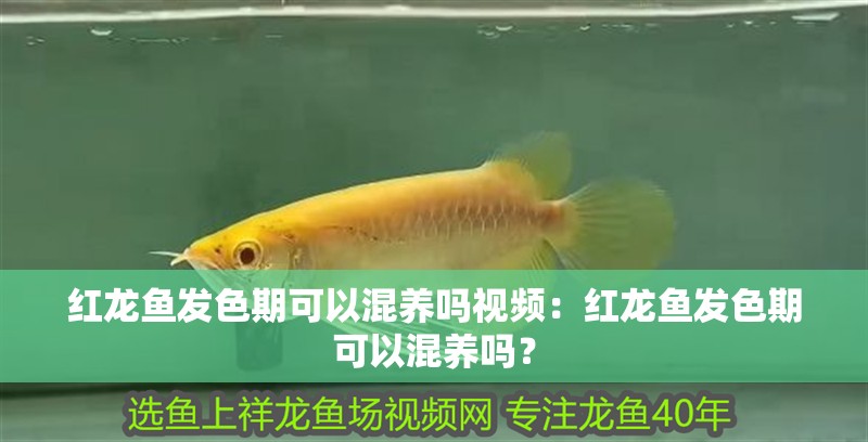 紅龍魚發色期可以混養嗎視頻：紅龍魚發色期可以混養嗎？