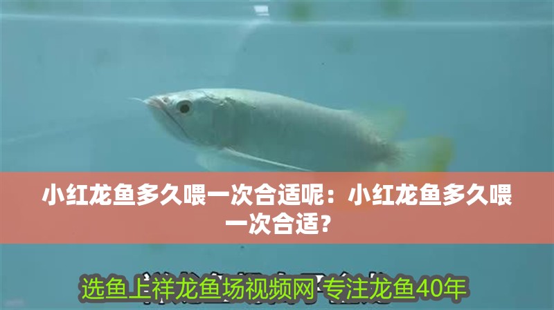 小紅龍魚多久喂一次合適呢：小紅龍魚多久喂一次合適？