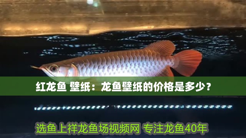 紅龍魚 壁紙：龍魚壁紙的價(jià)格是多少？