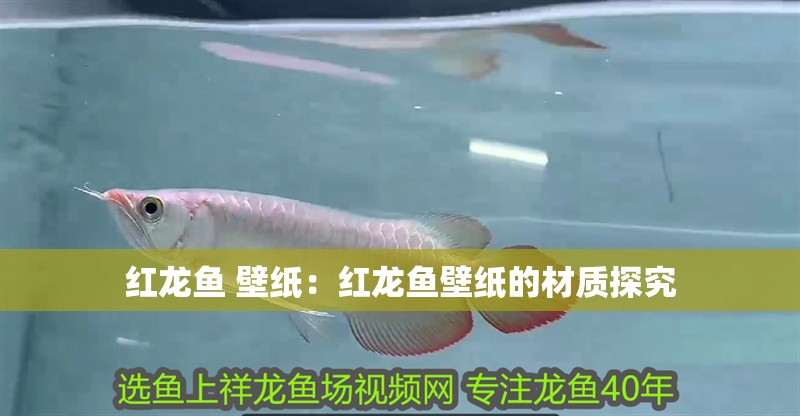 紅龍魚 壁紙：紅龍魚壁紙的材質探究