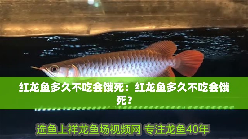 紅龍魚多久不吃會餓死：紅龍魚多久不吃會餓死？
