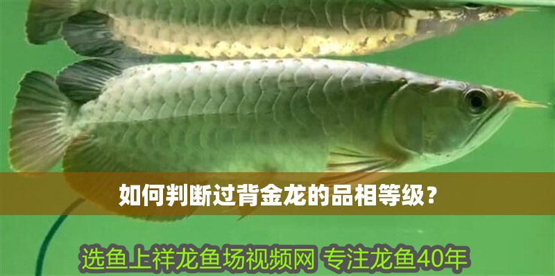 如何判斷過背金龍的品相等級？