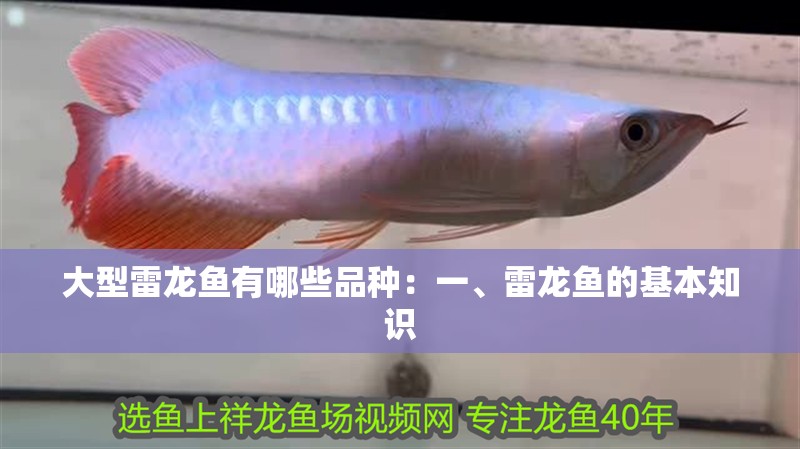 大型雷龍魚有哪些品種：一、雷龍魚的基本知識