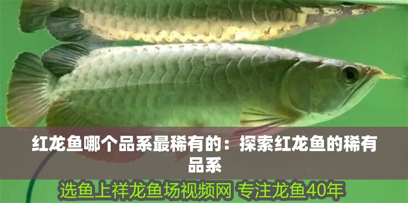 紅龍魚哪個品系最稀有的：探索紅龍魚的稀有品系