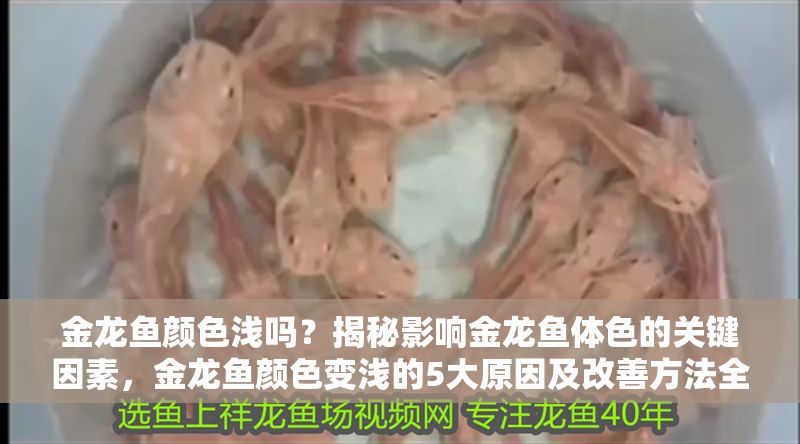 金龍魚顏色淺嗎？揭秘影響金龍魚體色的關鍵因素，金龍魚顏色變淺的5大原因及改善方法全解析