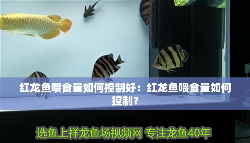 紅龍魚喂食量如何控制好：紅龍魚喂食量如何控制？